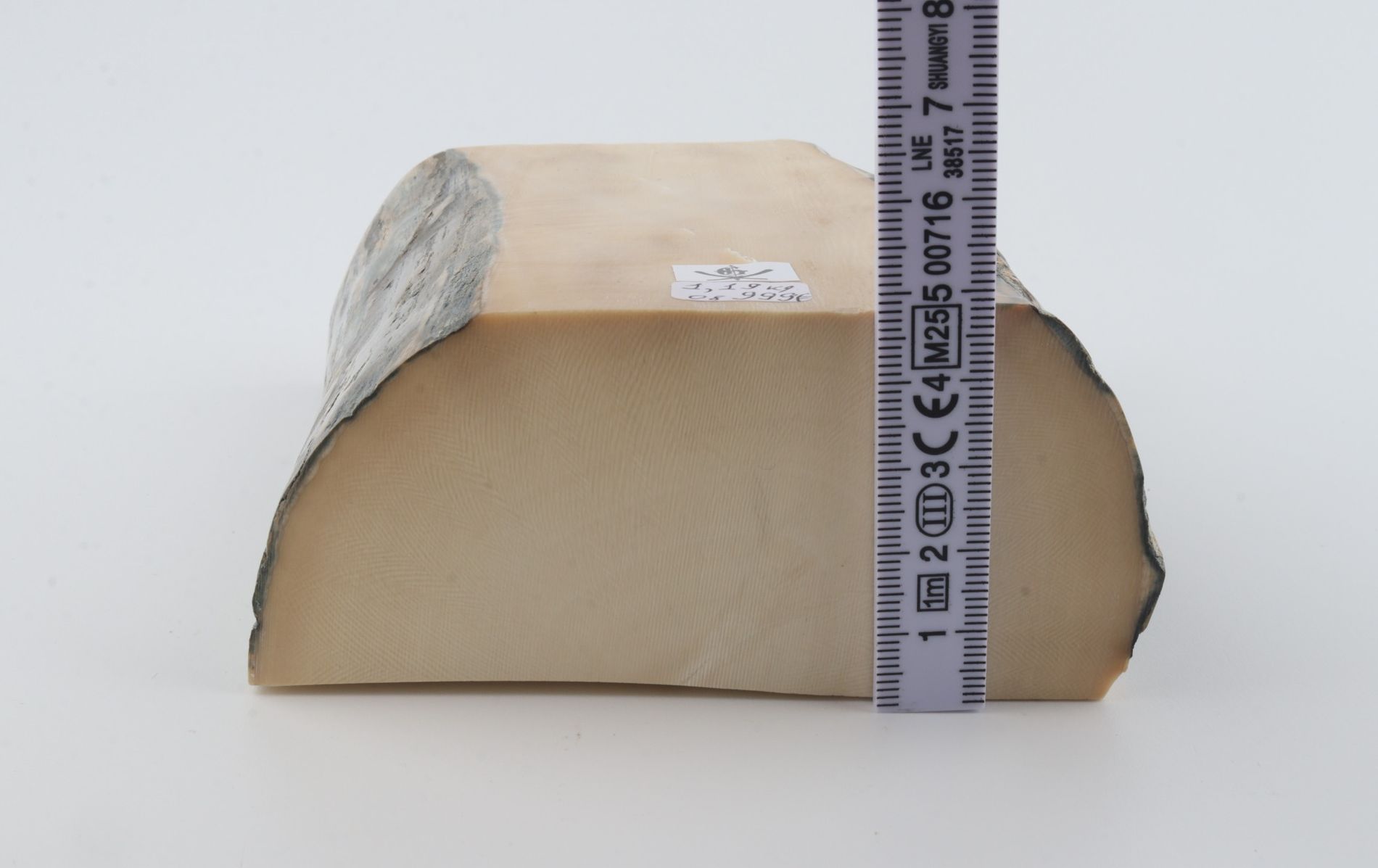 White mammoth ivory segment