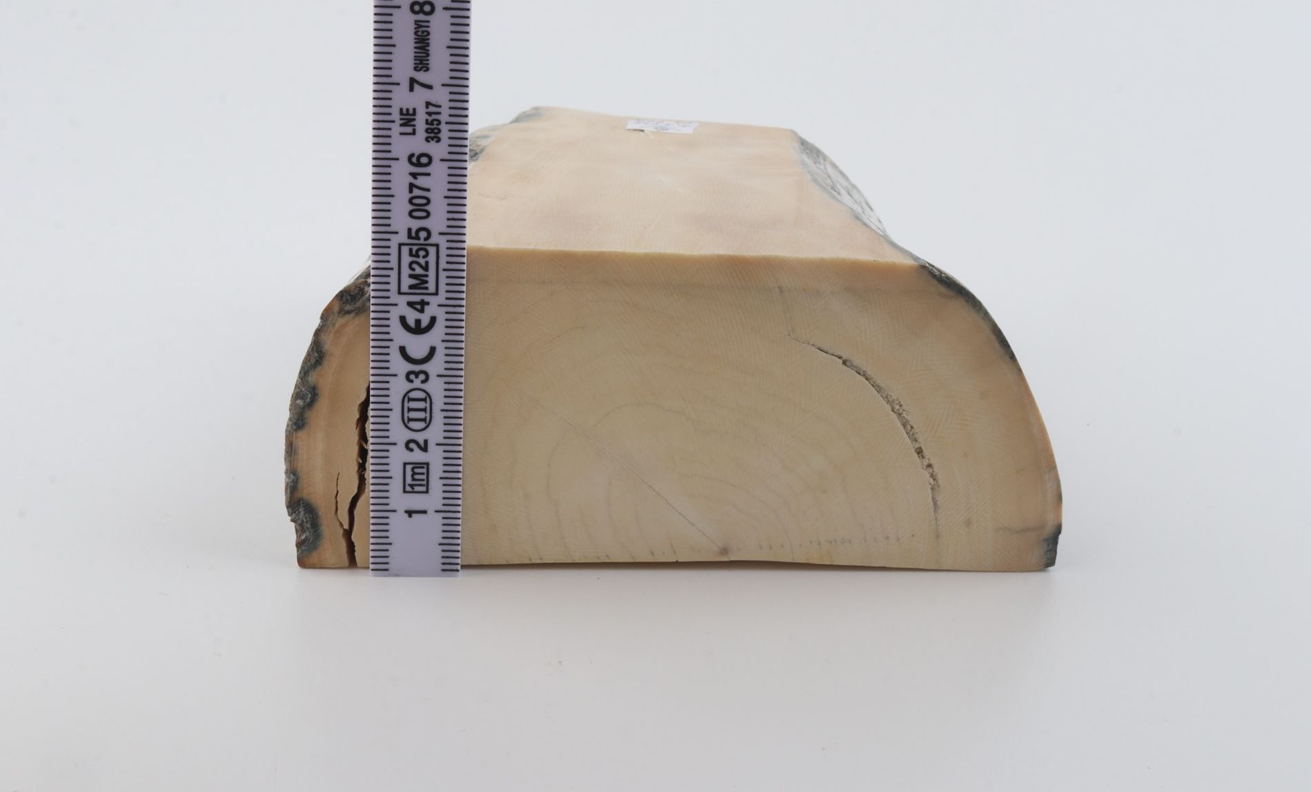 White mammoth ivory segment