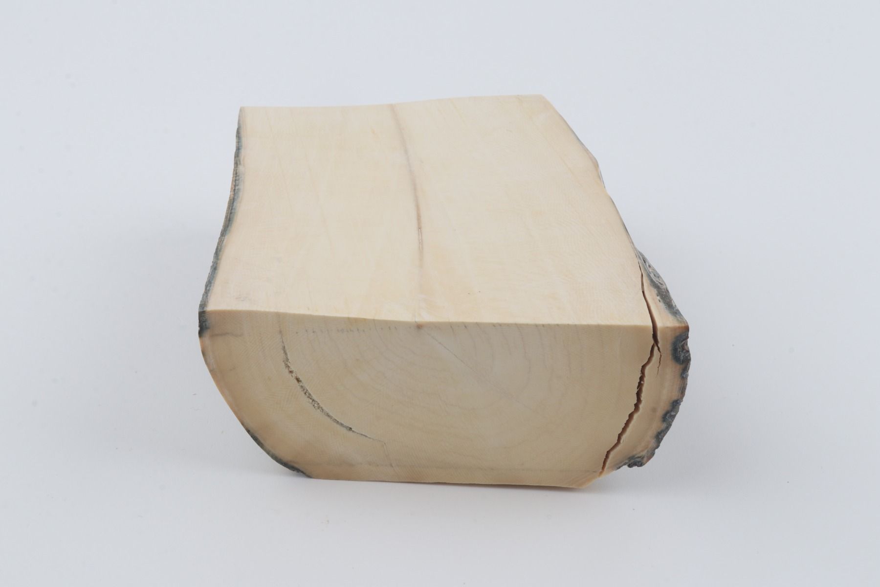 White mammoth ivory segment