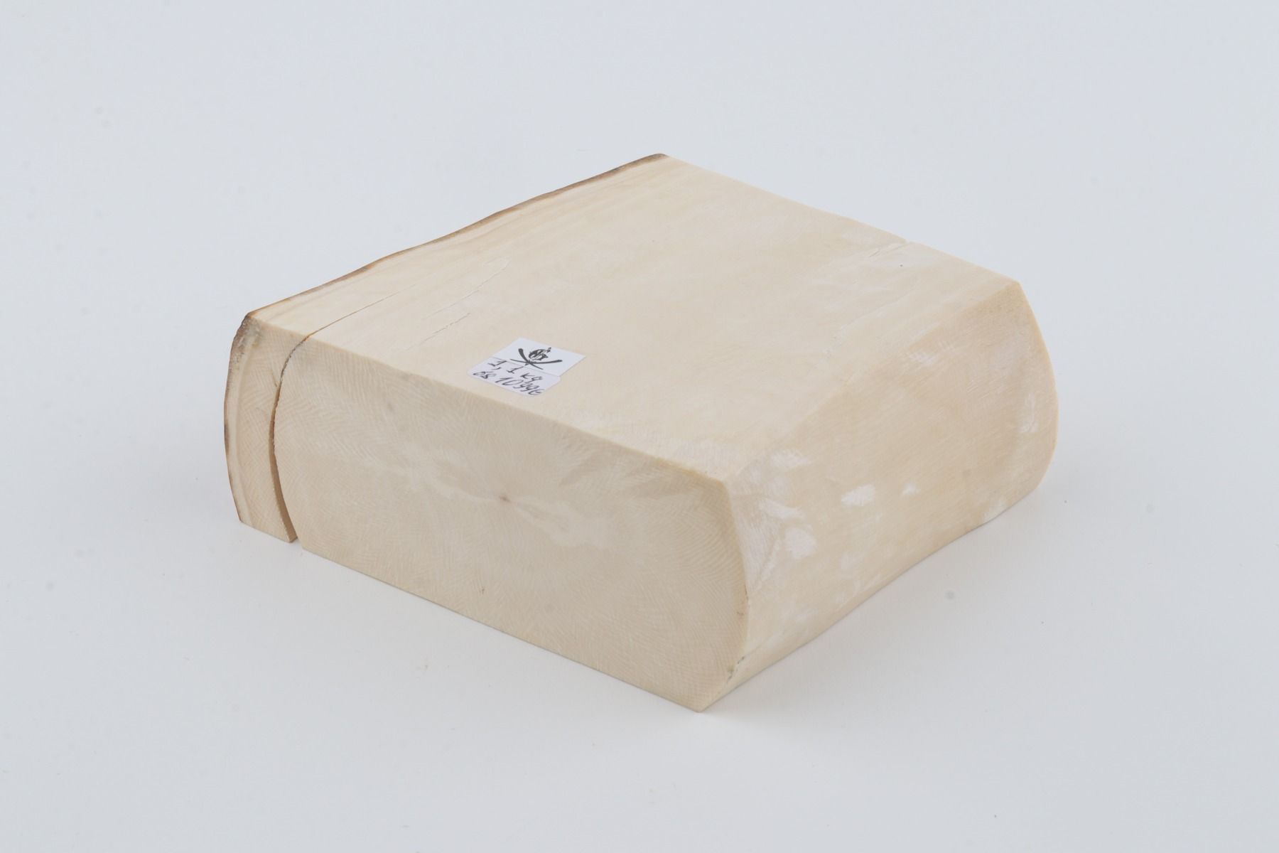 White mammoth ivory segment