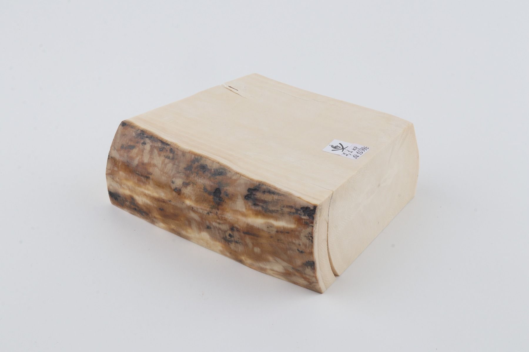 White mammoth ivory segment