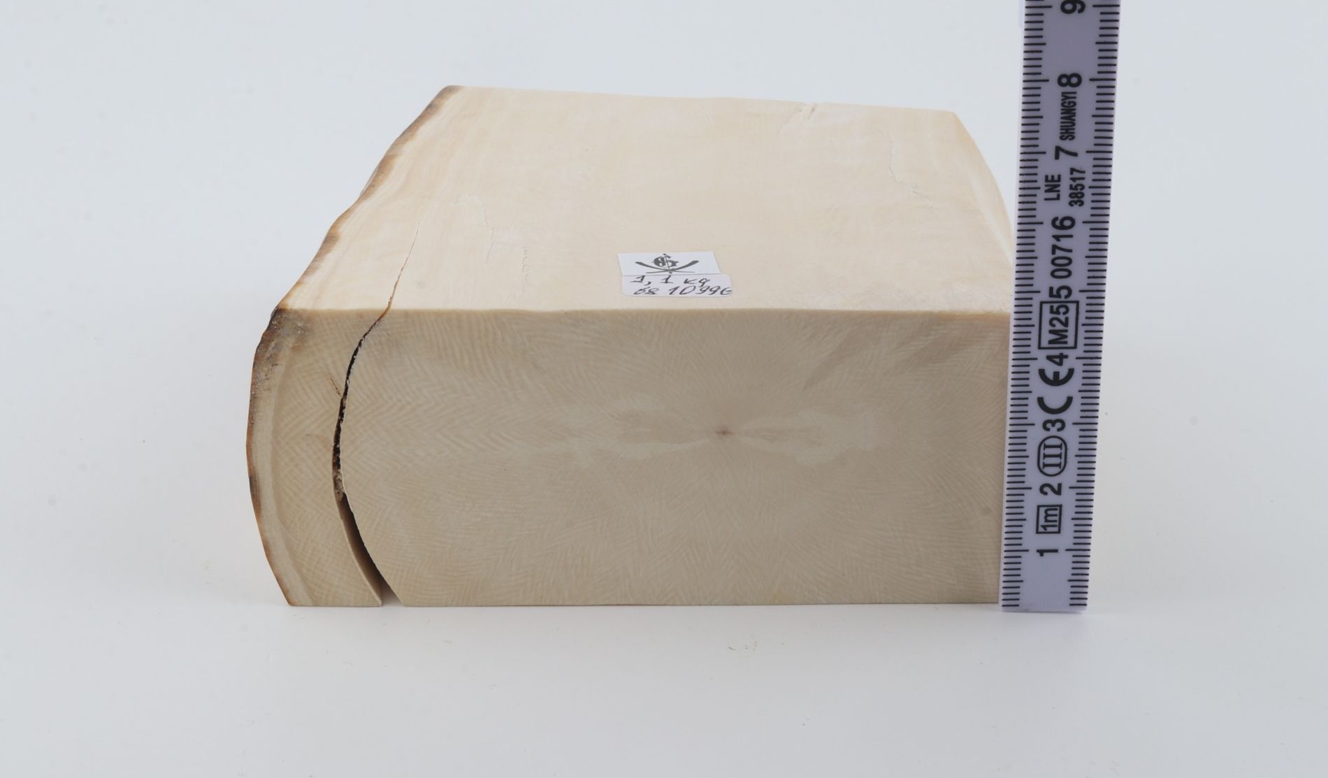 White mammoth ivory segment