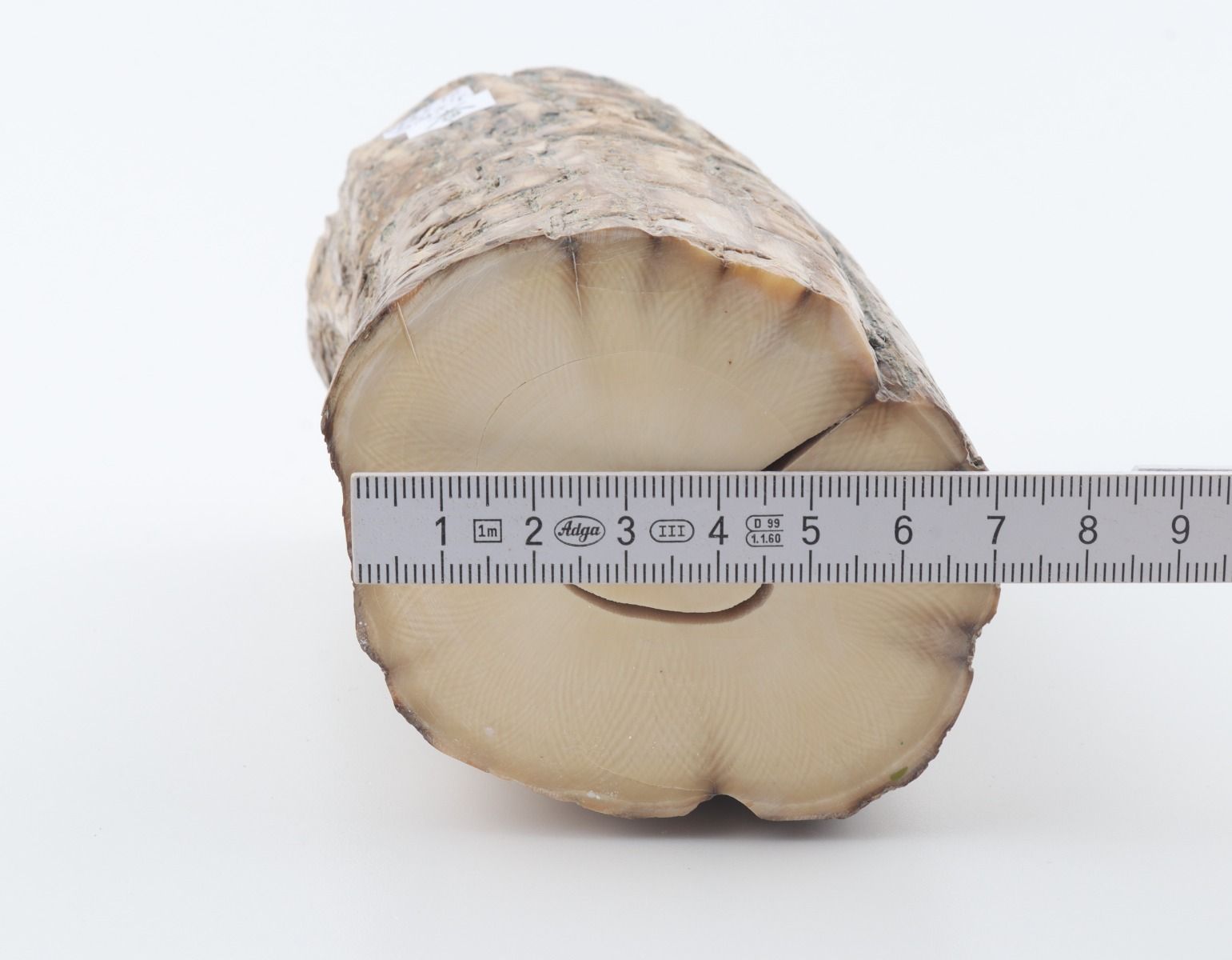 Round mammoth tusk piece