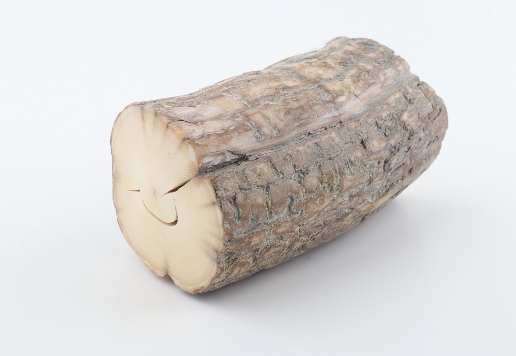 Round mammoth tusk piece