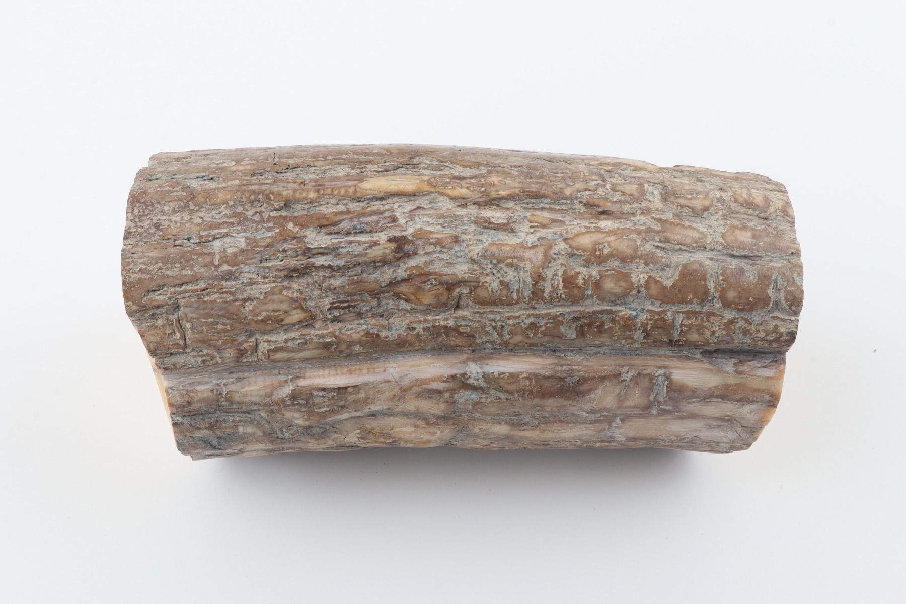 Round mammoth tusk piece