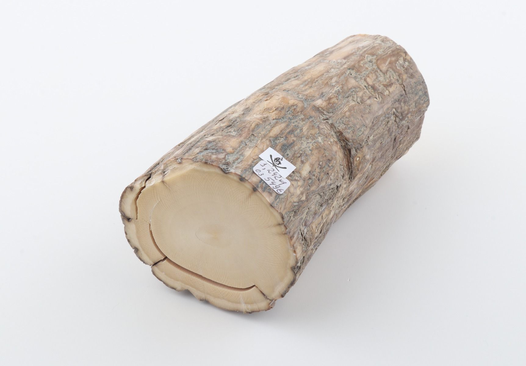 Round mammoth tusk piece