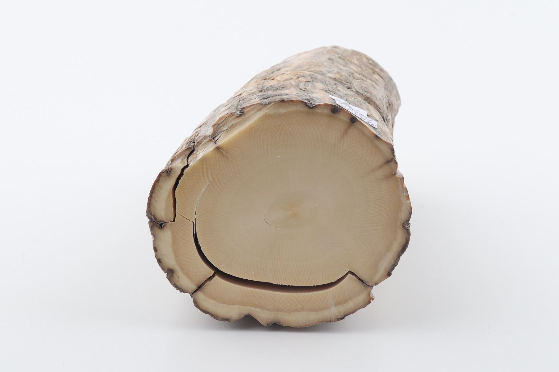 Round mammoth tusk piece