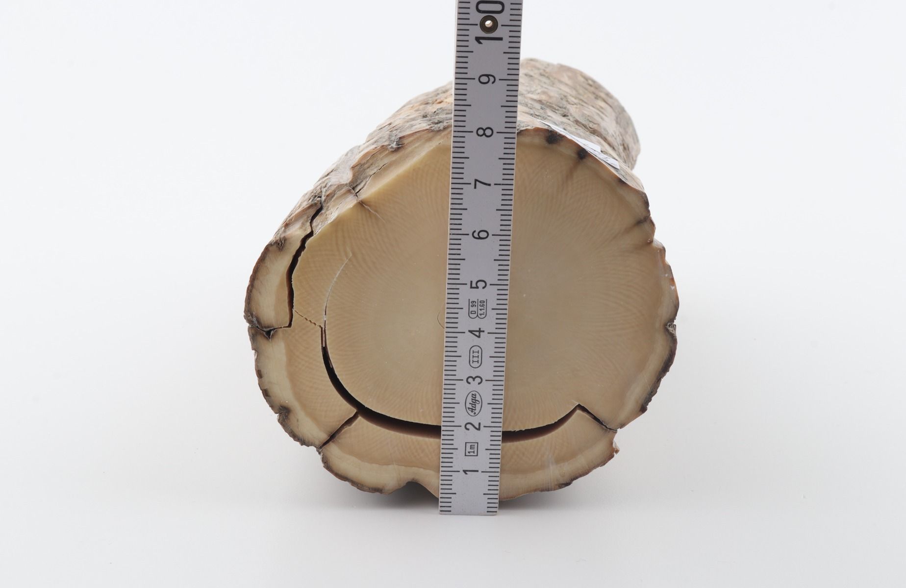 Round mammoth tusk piece