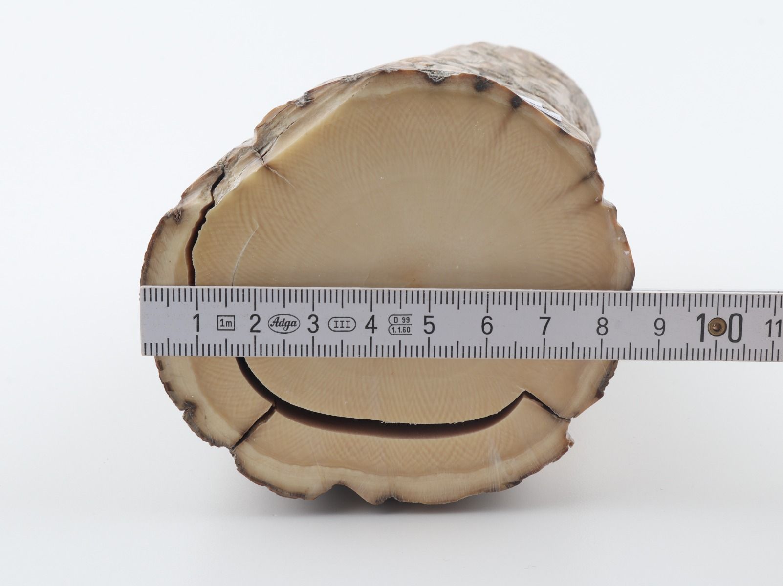 Round mammoth tusk piece