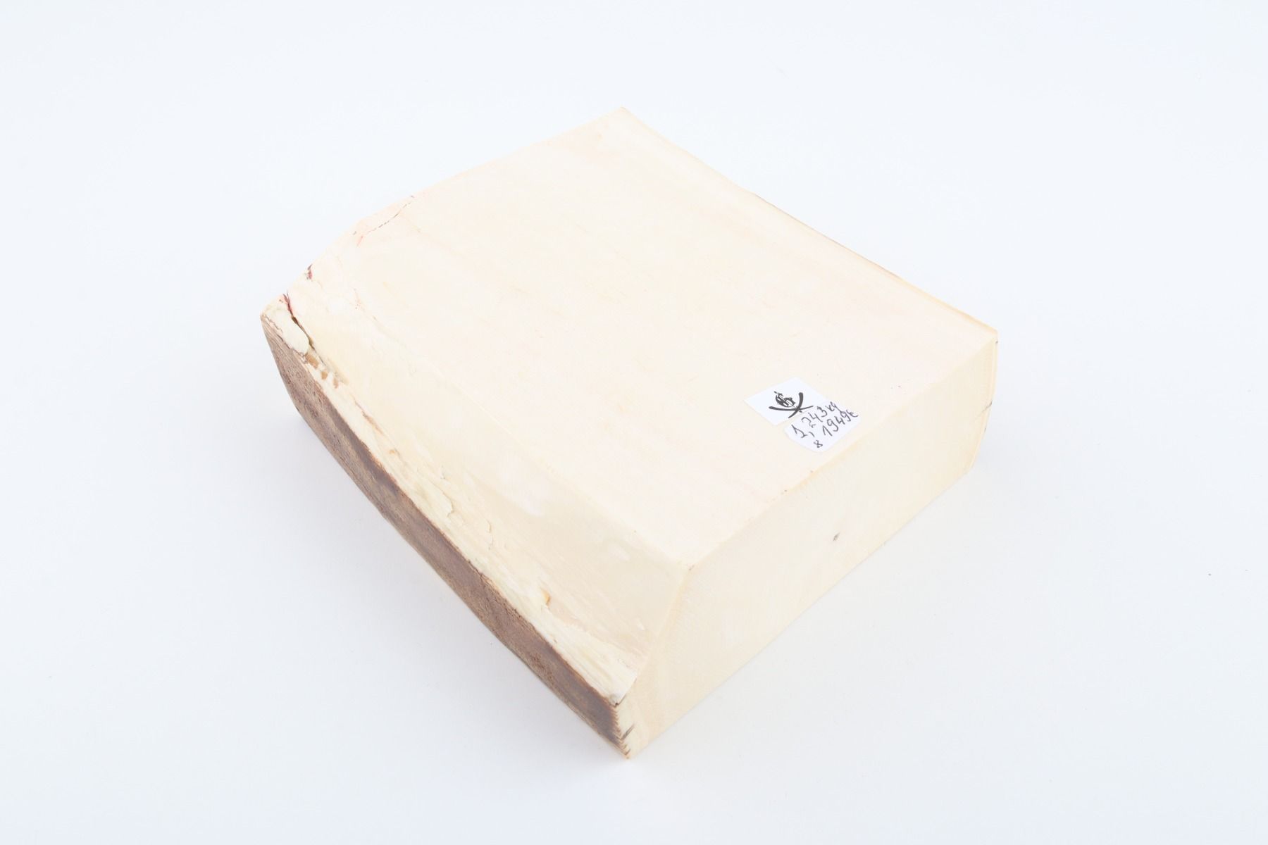 White mammoth ivory segment
