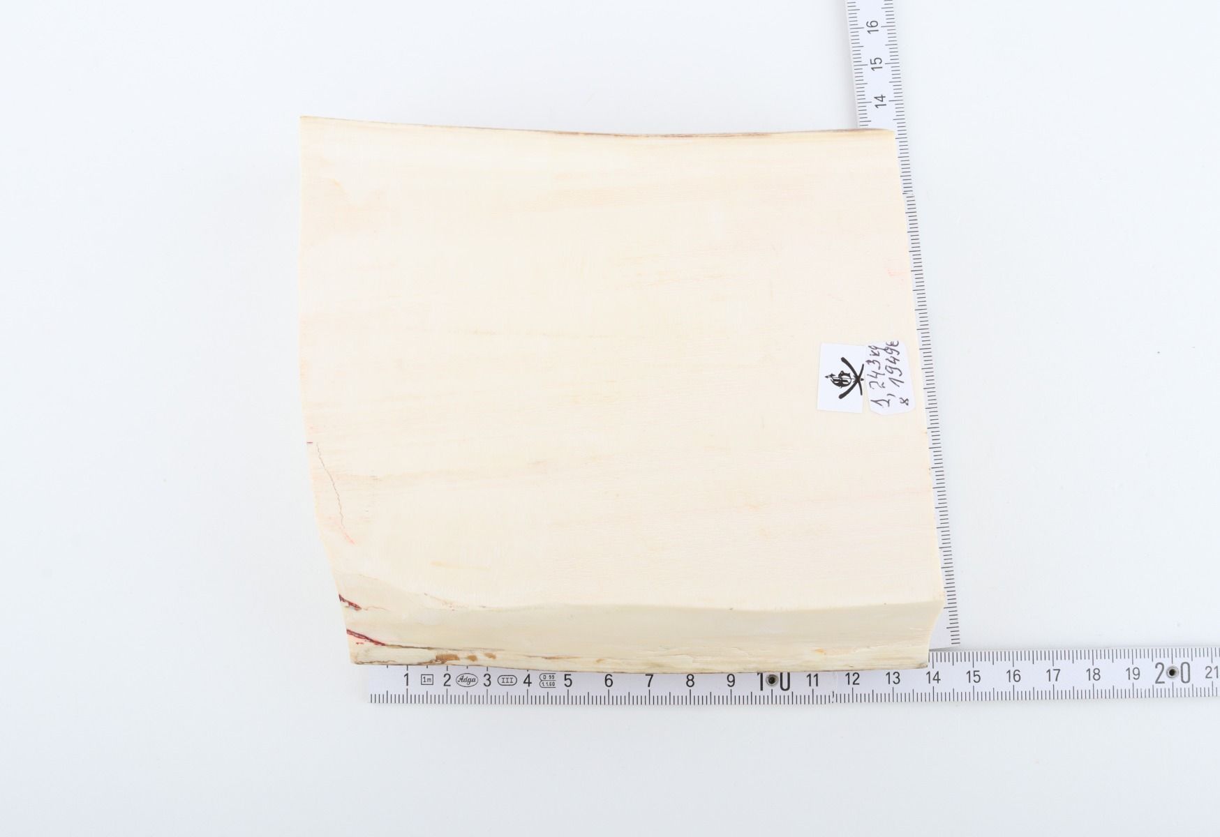 White mammoth ivory segment