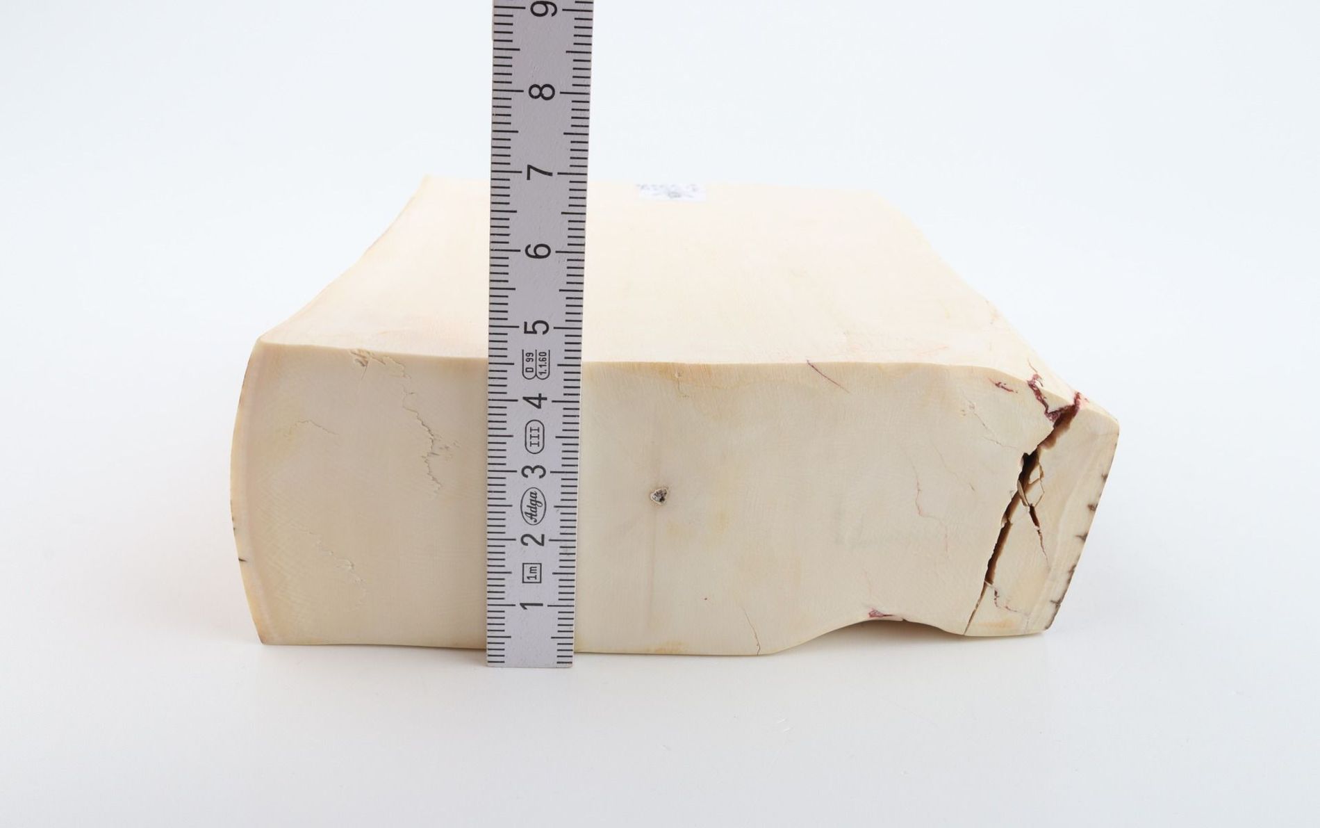 White mammoth ivory segment