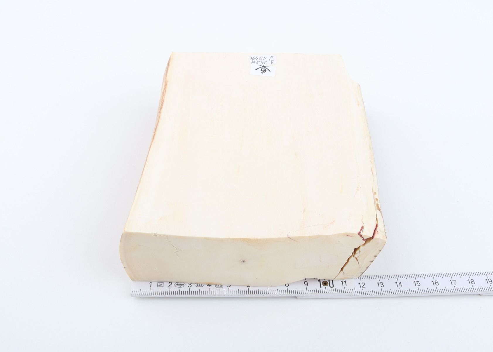 White mammoth ivory segment