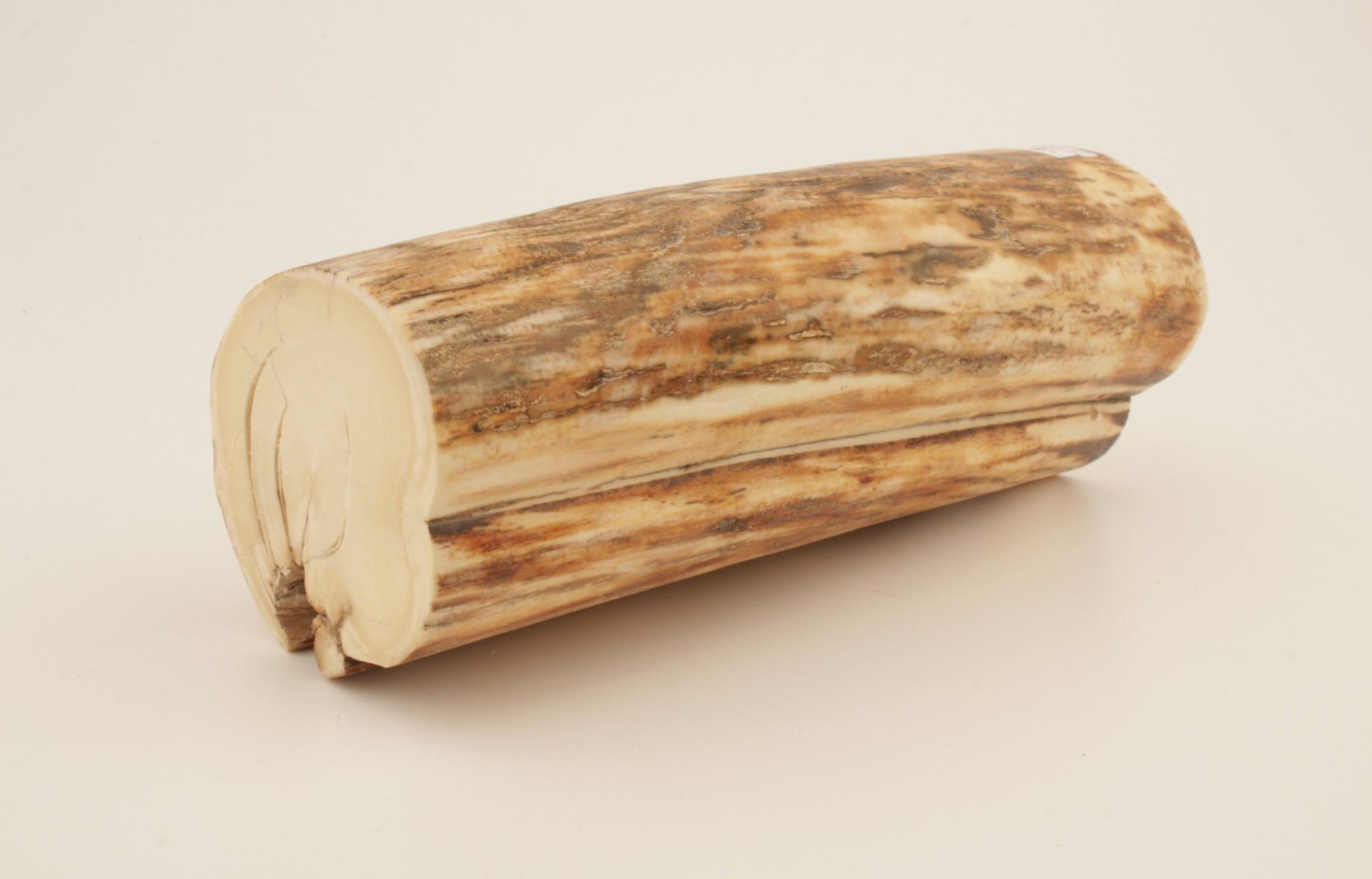 Natural woolly mammoth ivory