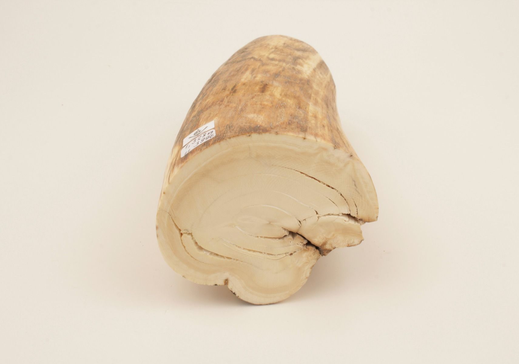 Natural woolly mammoth ivory