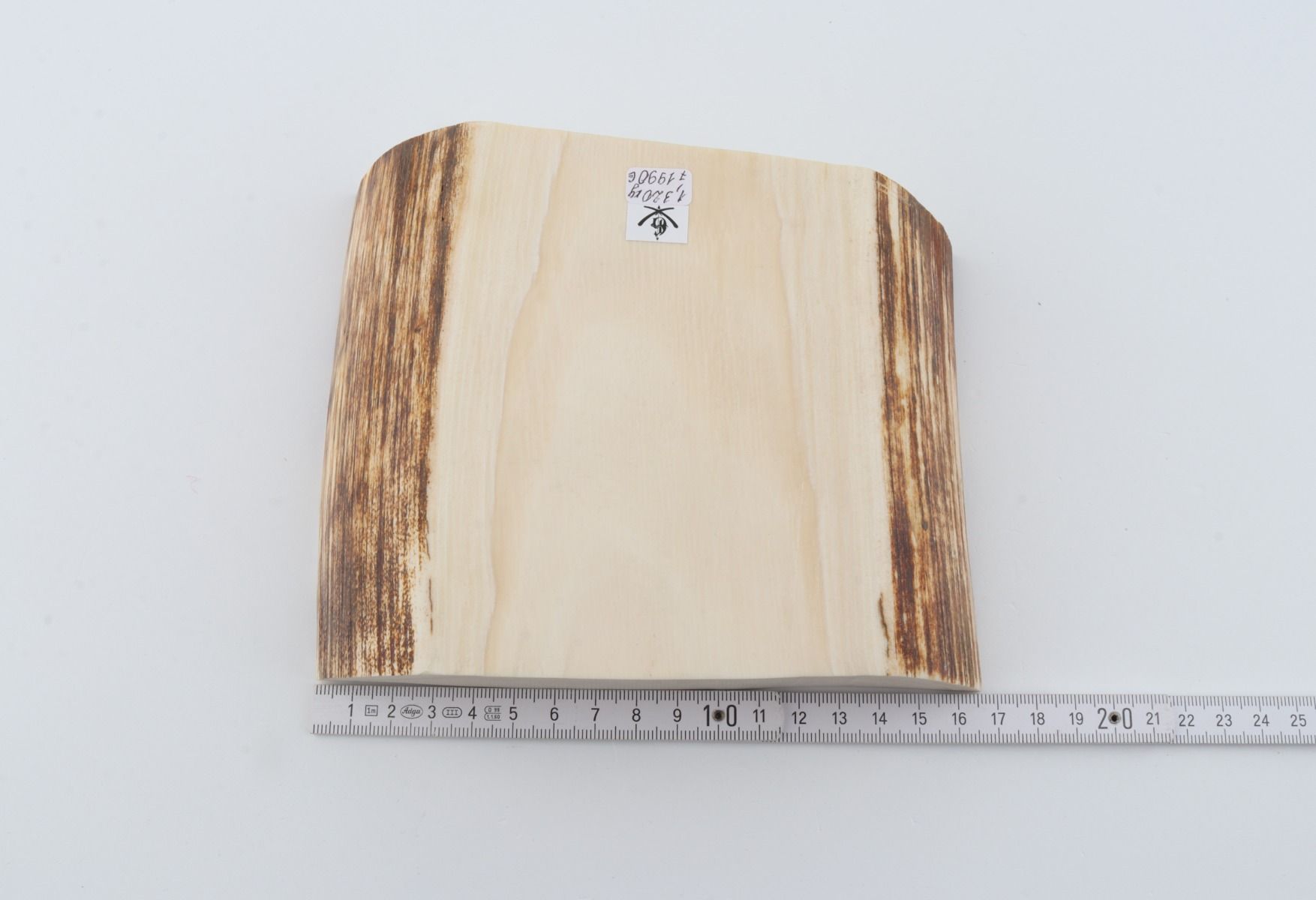 White mammoth ivory segment