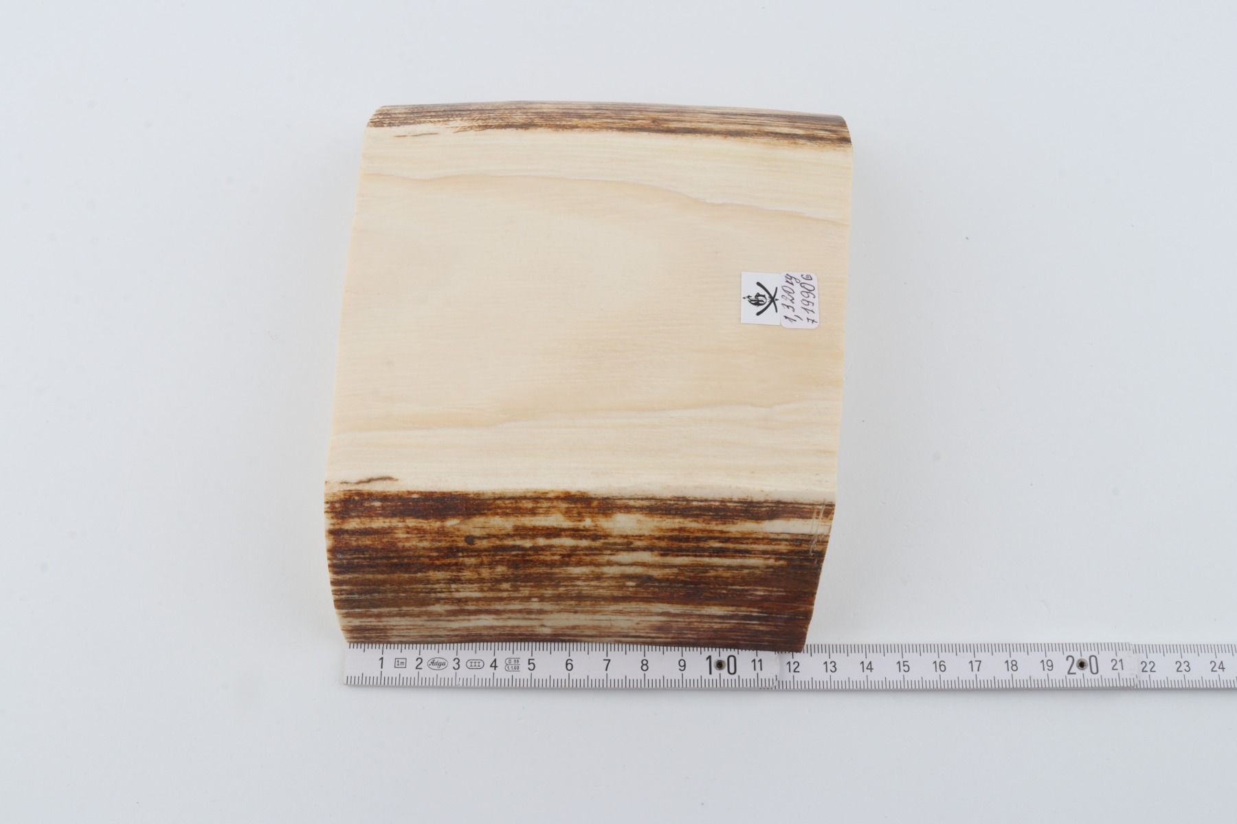 White mammoth ivory segment