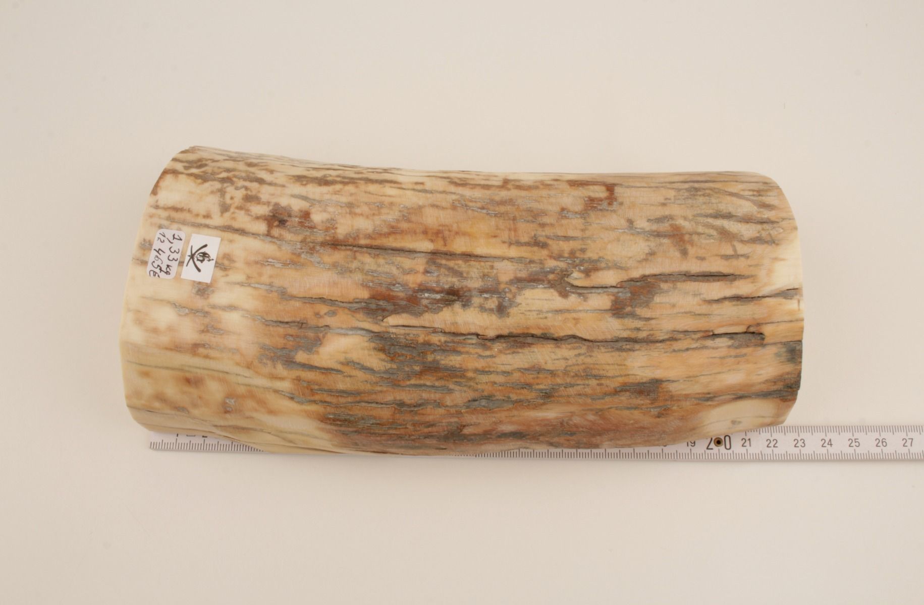 Natural mammoth tusk piece
