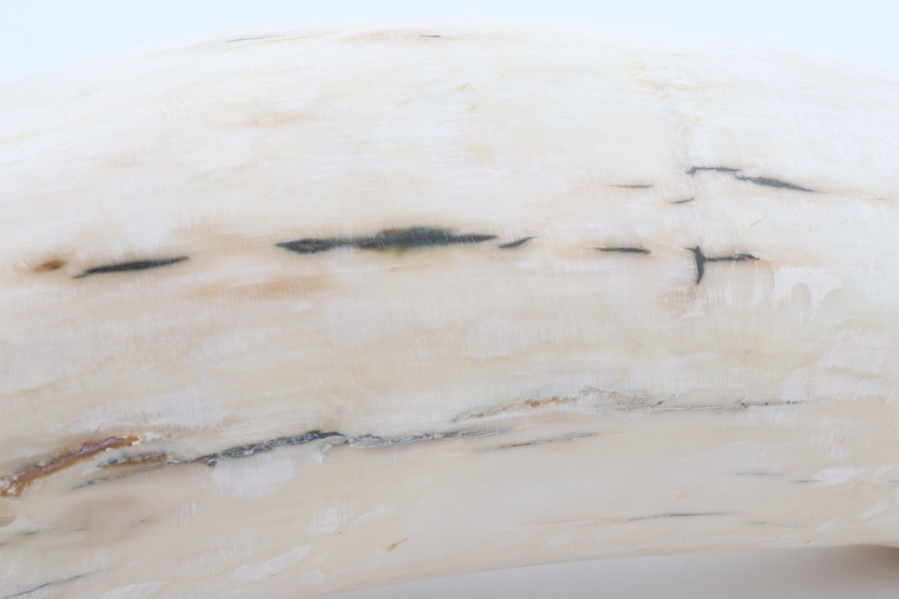 Natural mammoth tusk piece
