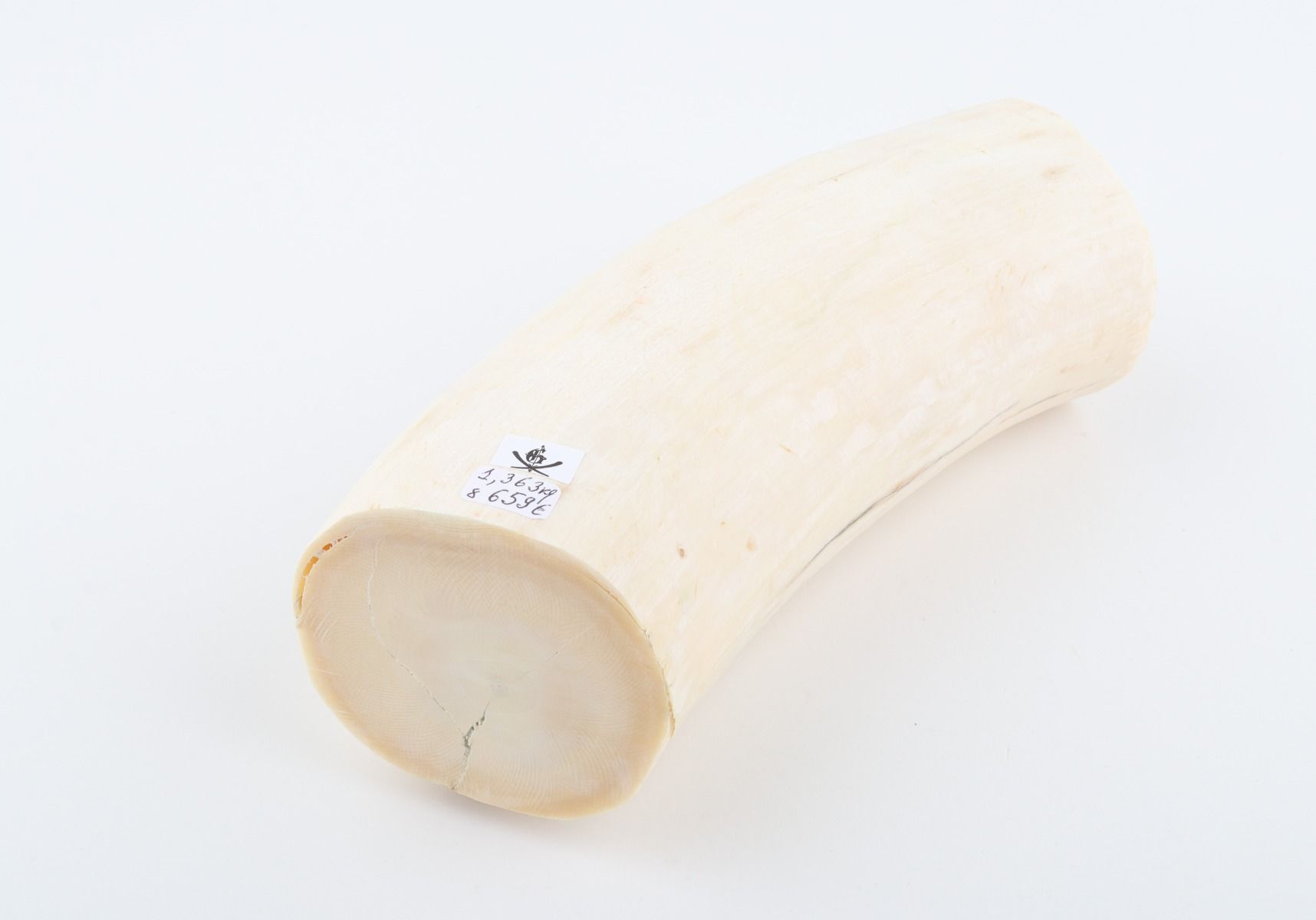Natural mammoth tusk piece