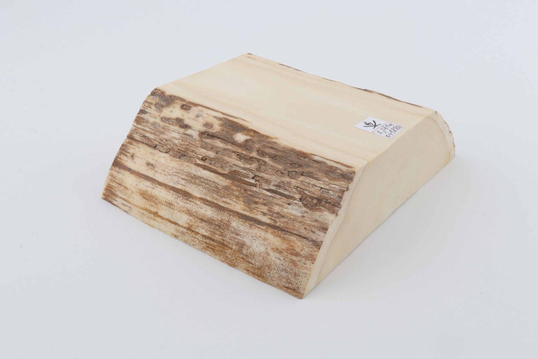 White mammoth ivory segment