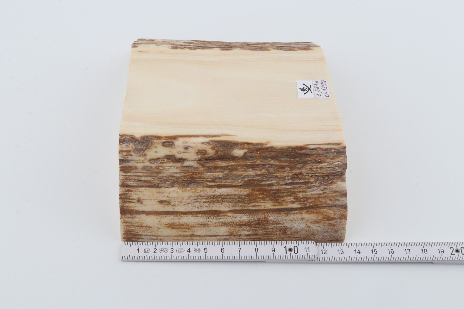 White mammoth ivory segment
