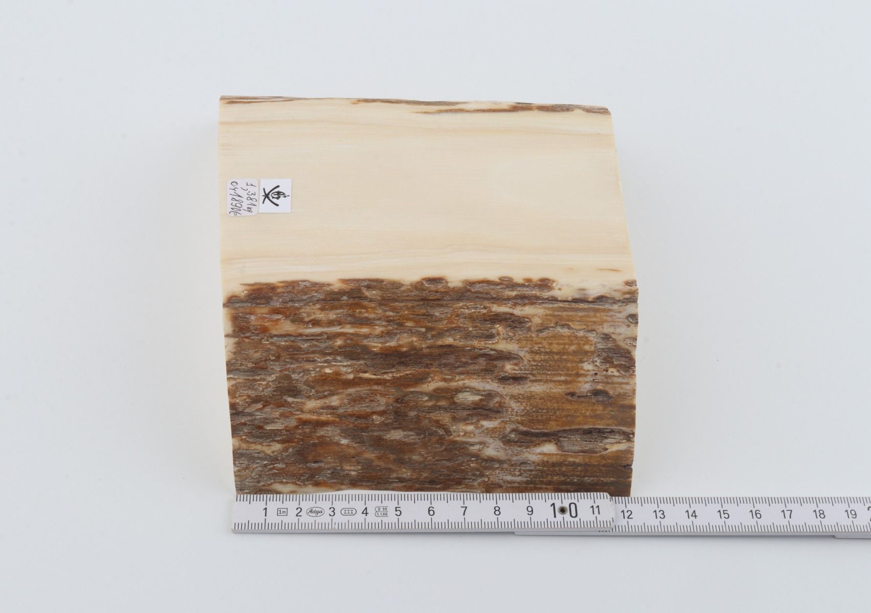 White mammoth ivory segment