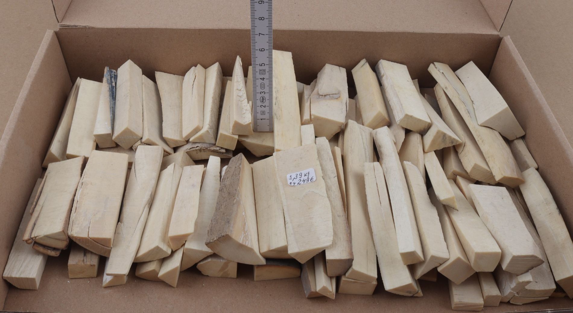 White mammoth ivory pieces