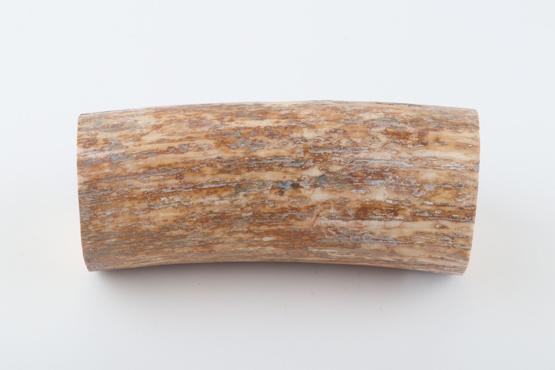 Round mammoth tusk piece