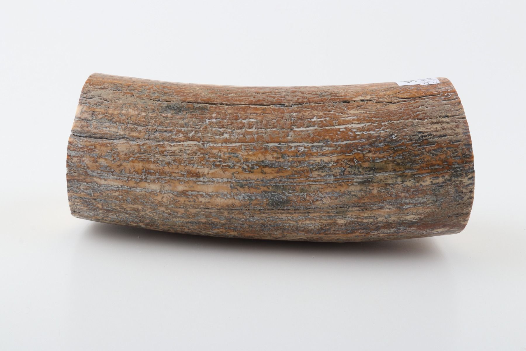 Round mammoth tusk piece