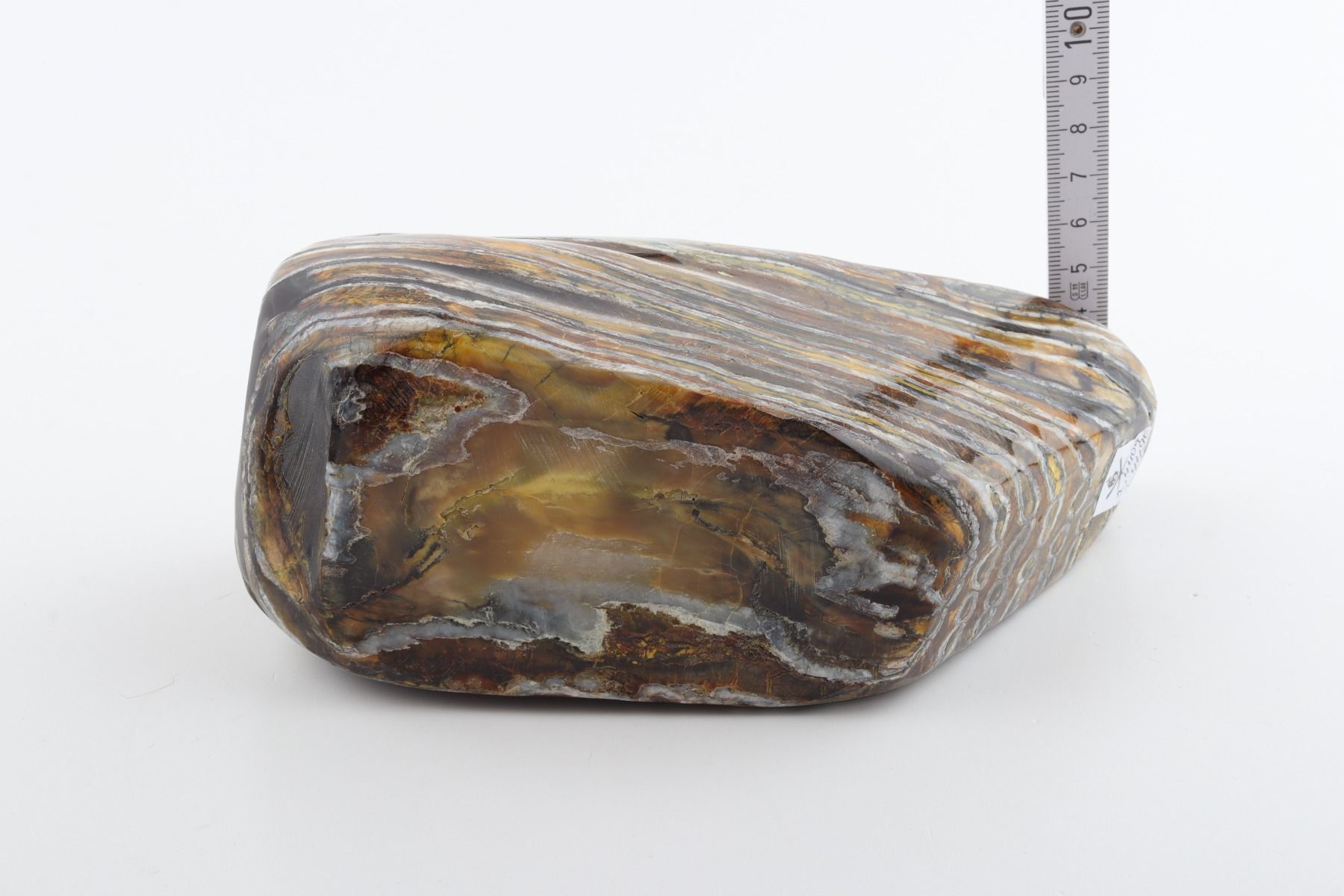 Stabilised mammoth molar