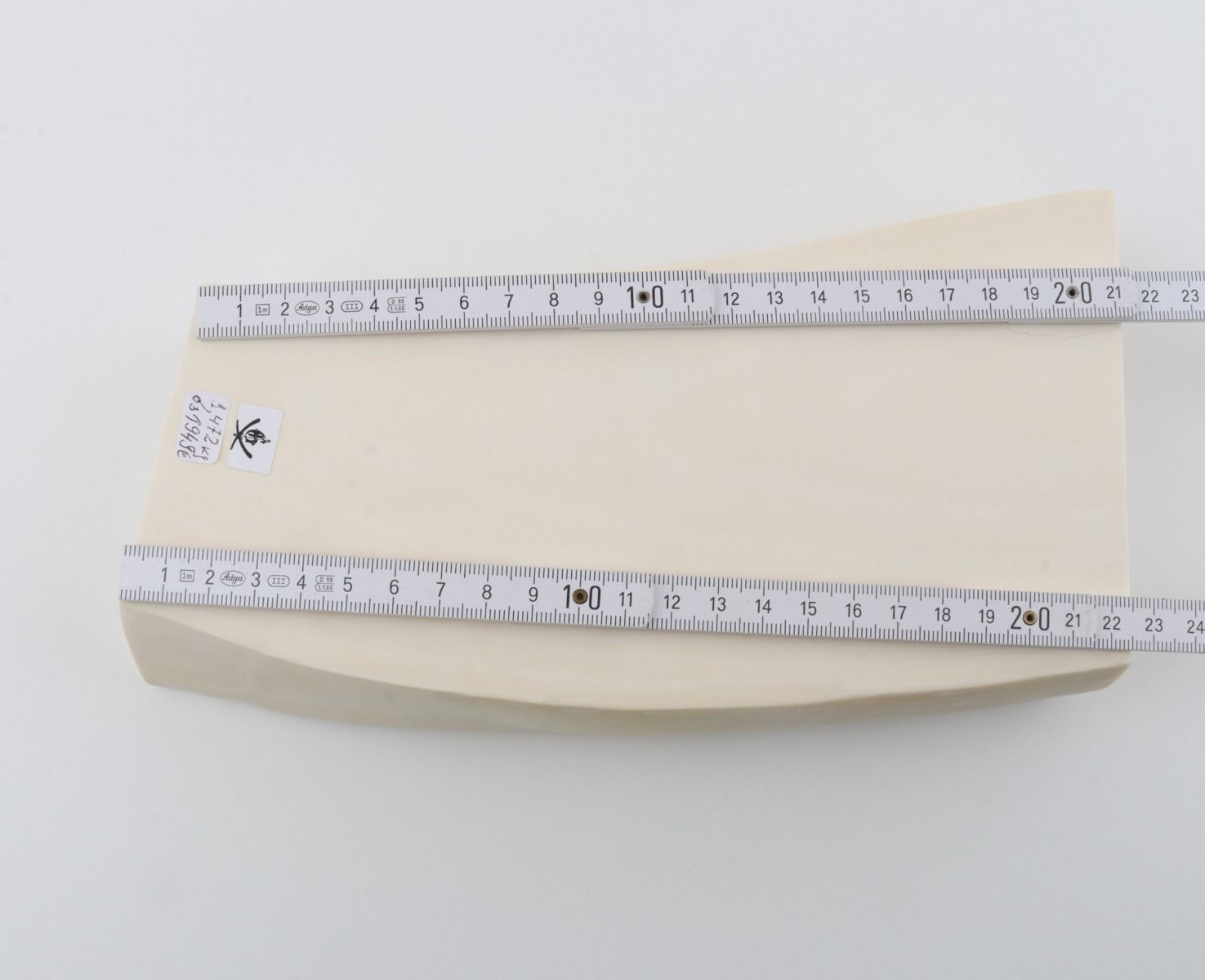 White mammoth ivory segment