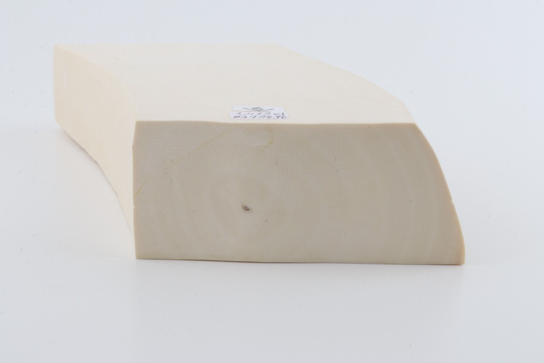 White mammoth ivory segment