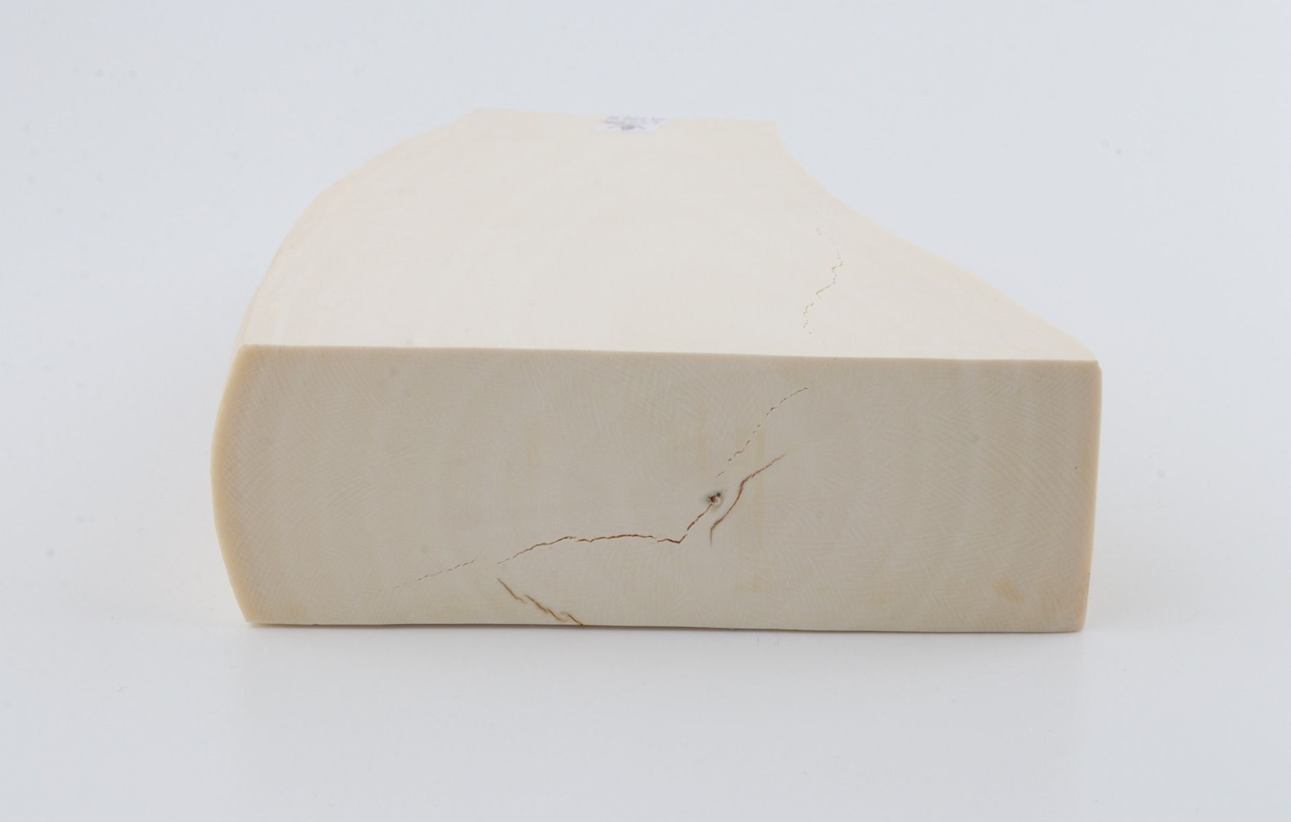 White mammoth ivory segment