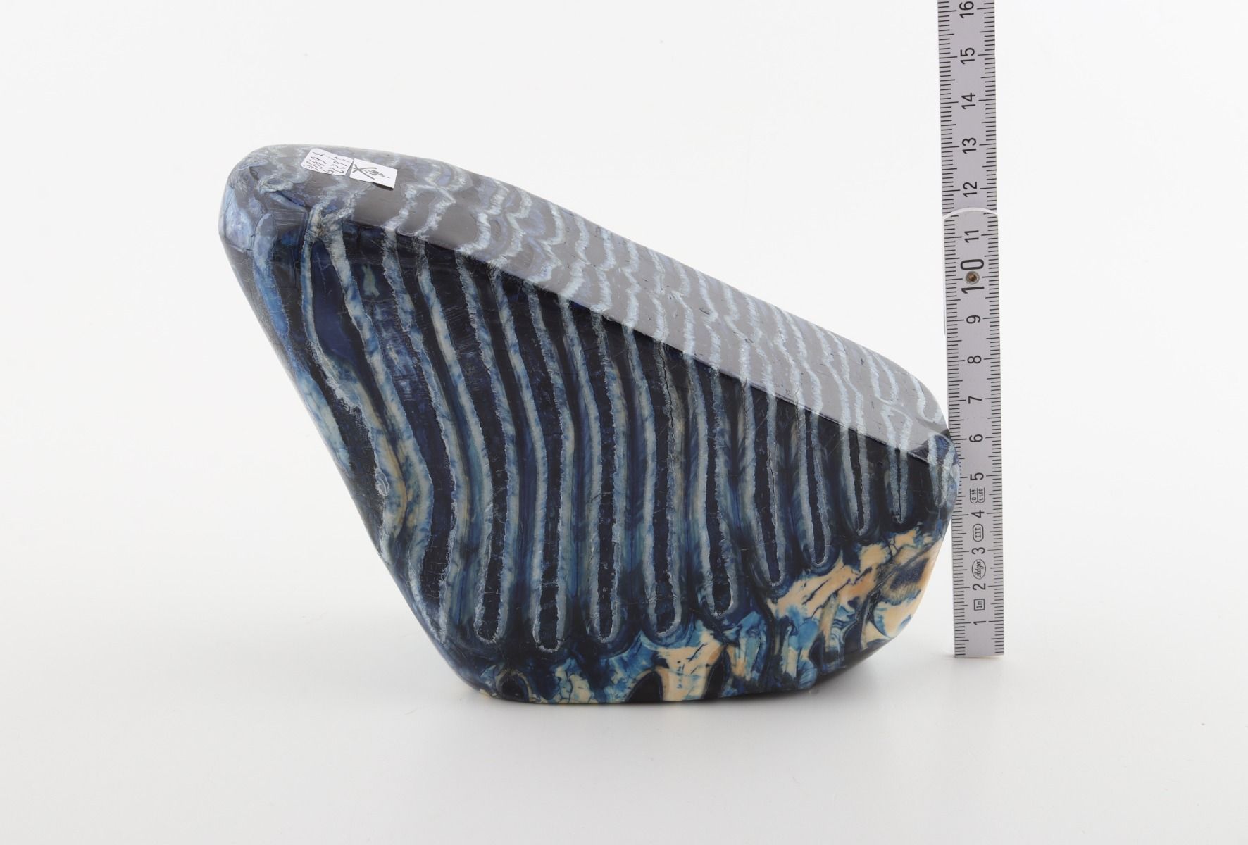 Stabilised mammoth molar