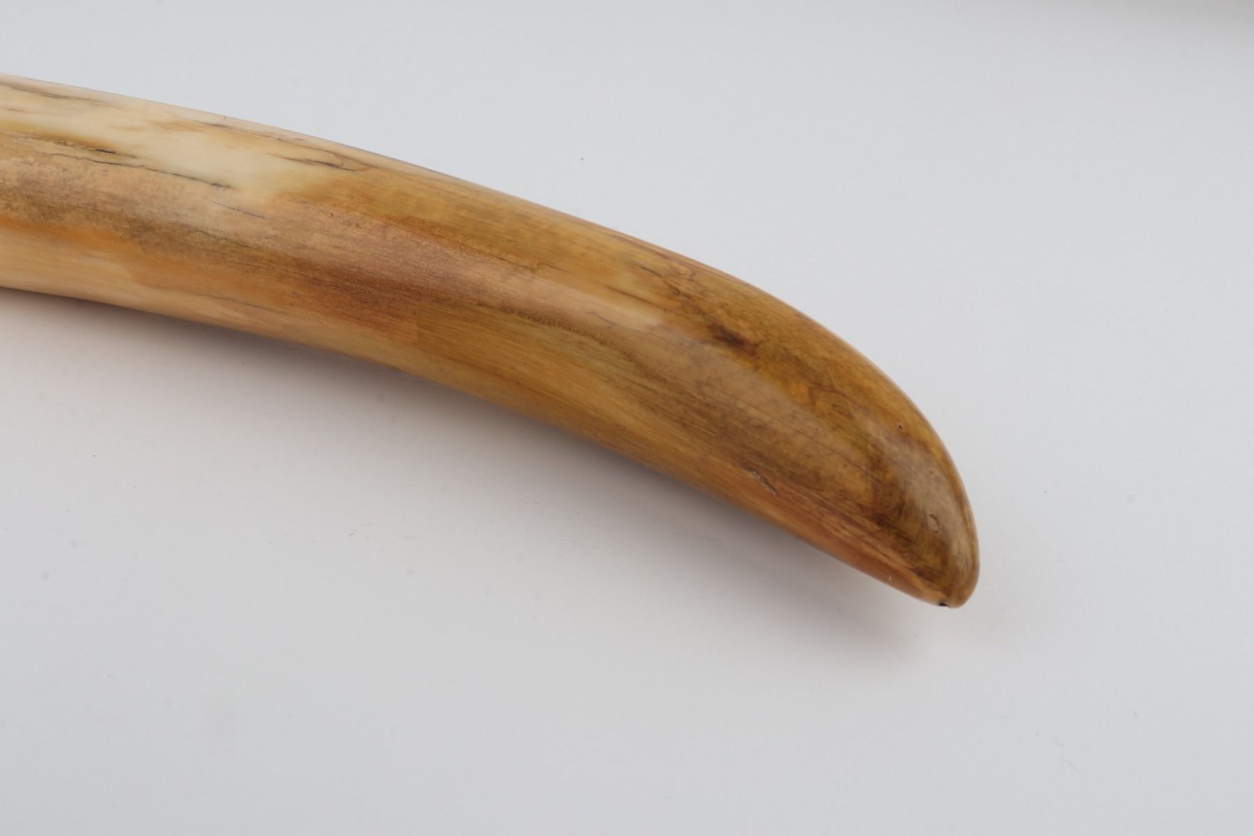 Restored woolly mammoth tusk