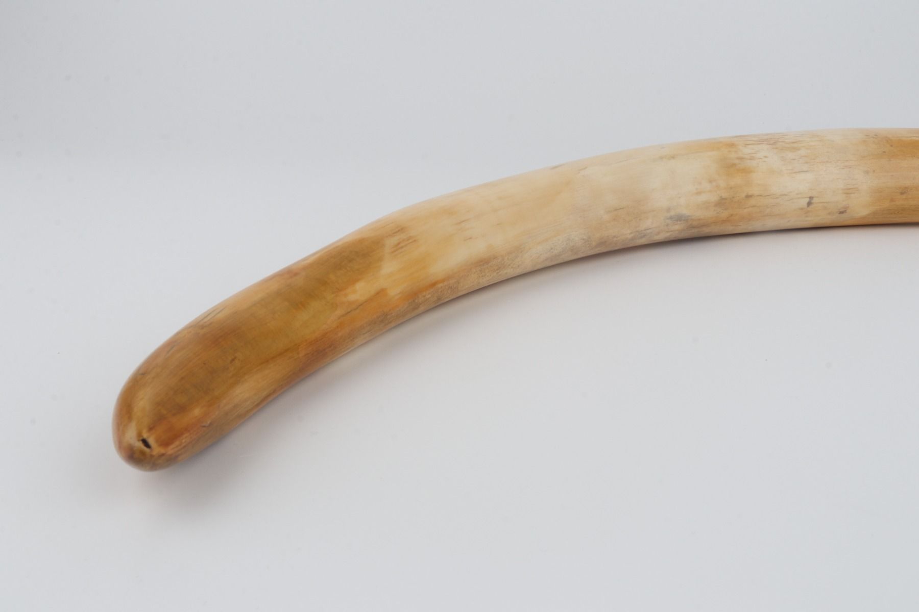 Restored woolly mammoth tusk