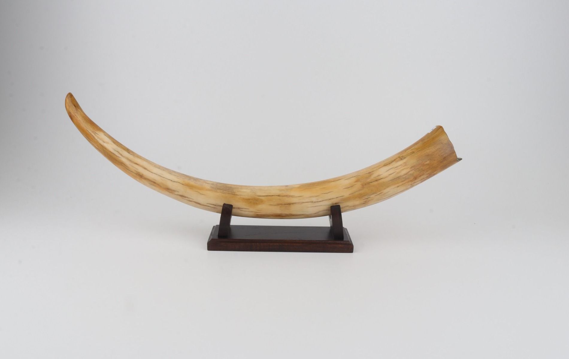 Restored woolly mammoth tusk
