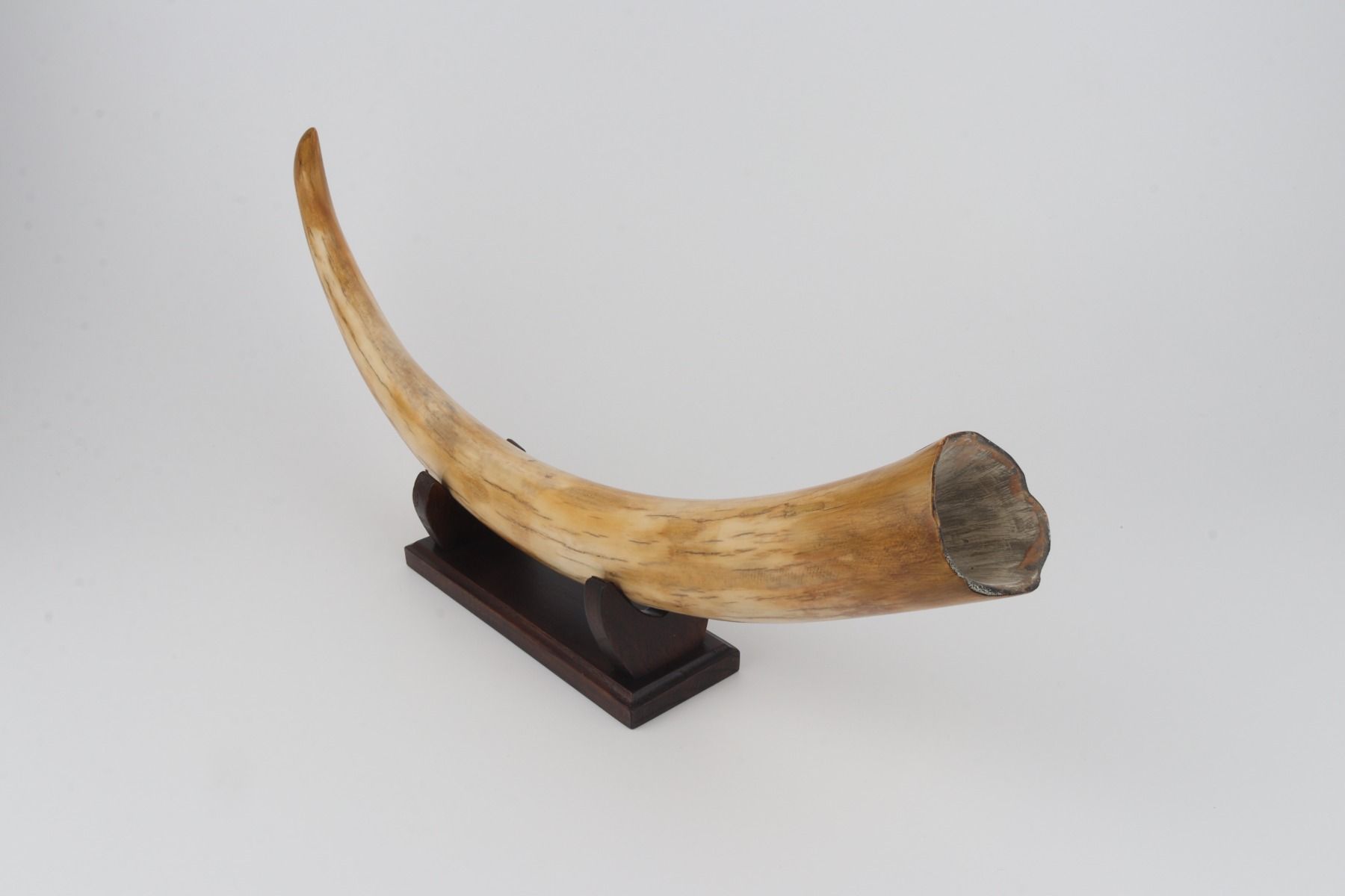Restored woolly mammoth tusk