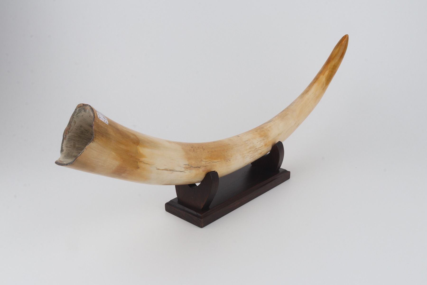 Restored woolly mammoth tusk
