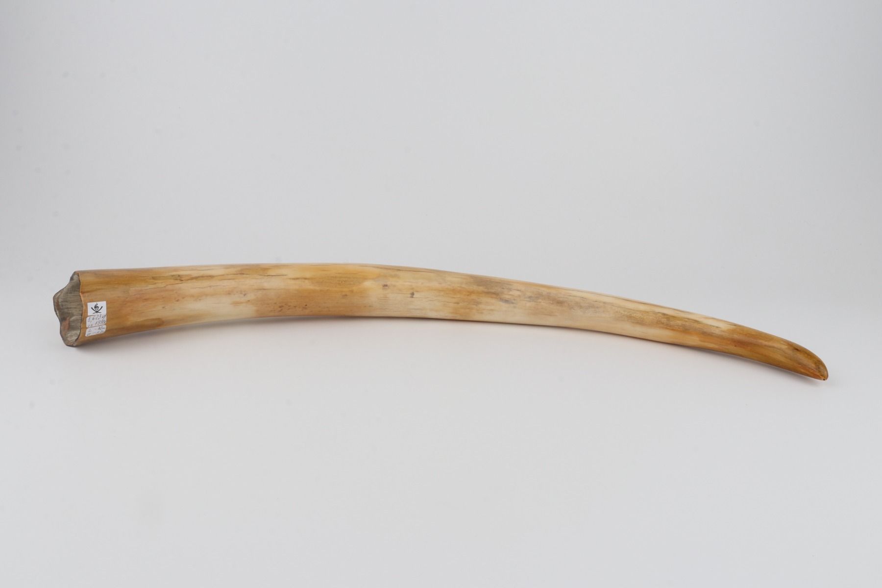 Restored woolly mammoth tusk