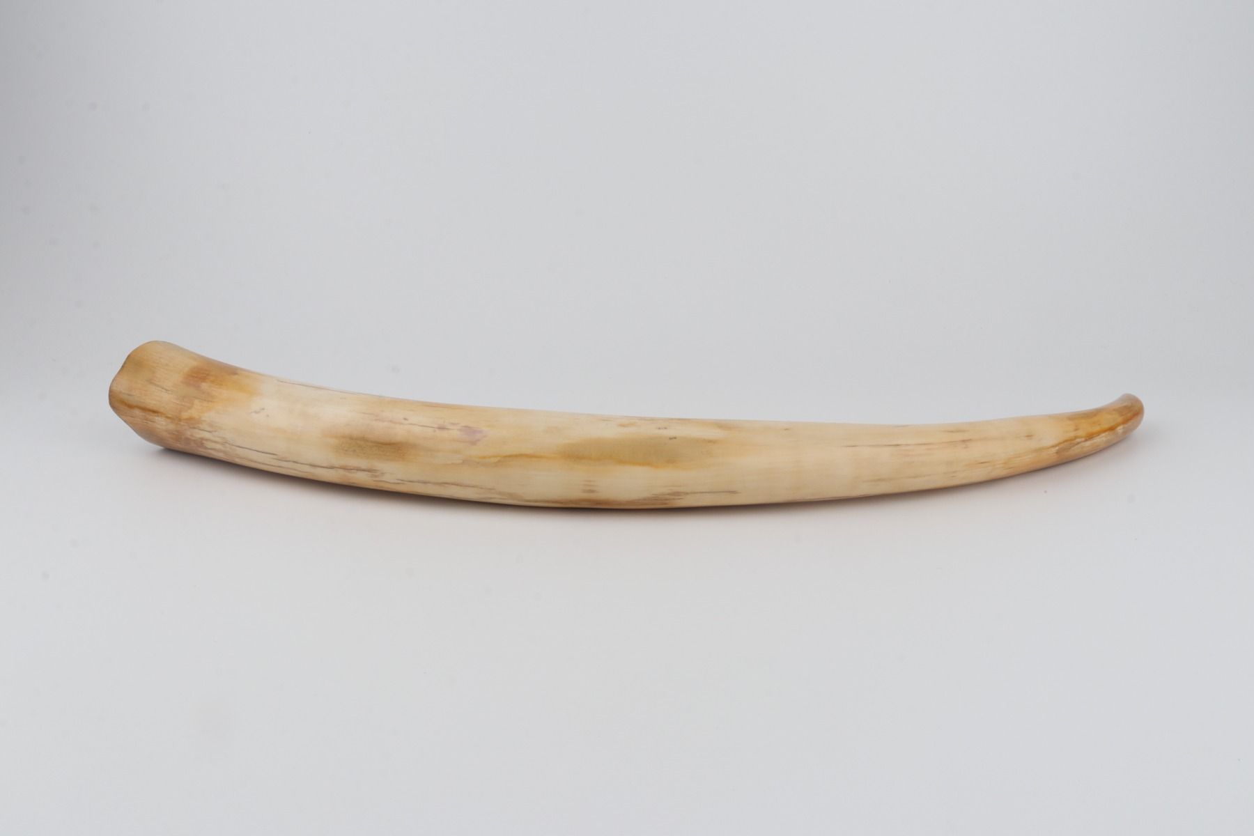 Restored woolly mammoth tusk