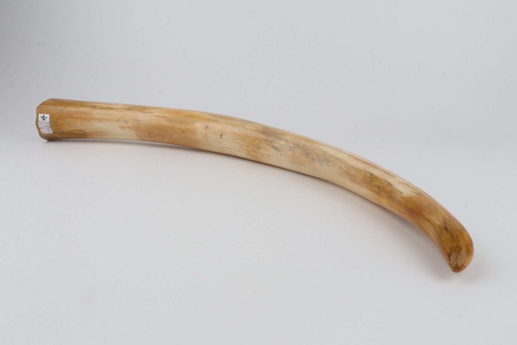 Restored woolly mammoth tusk