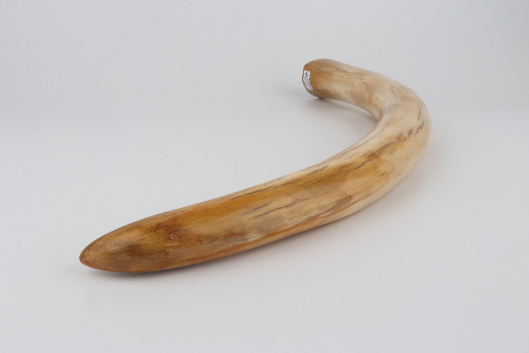 Restored woolly mammoth tusk