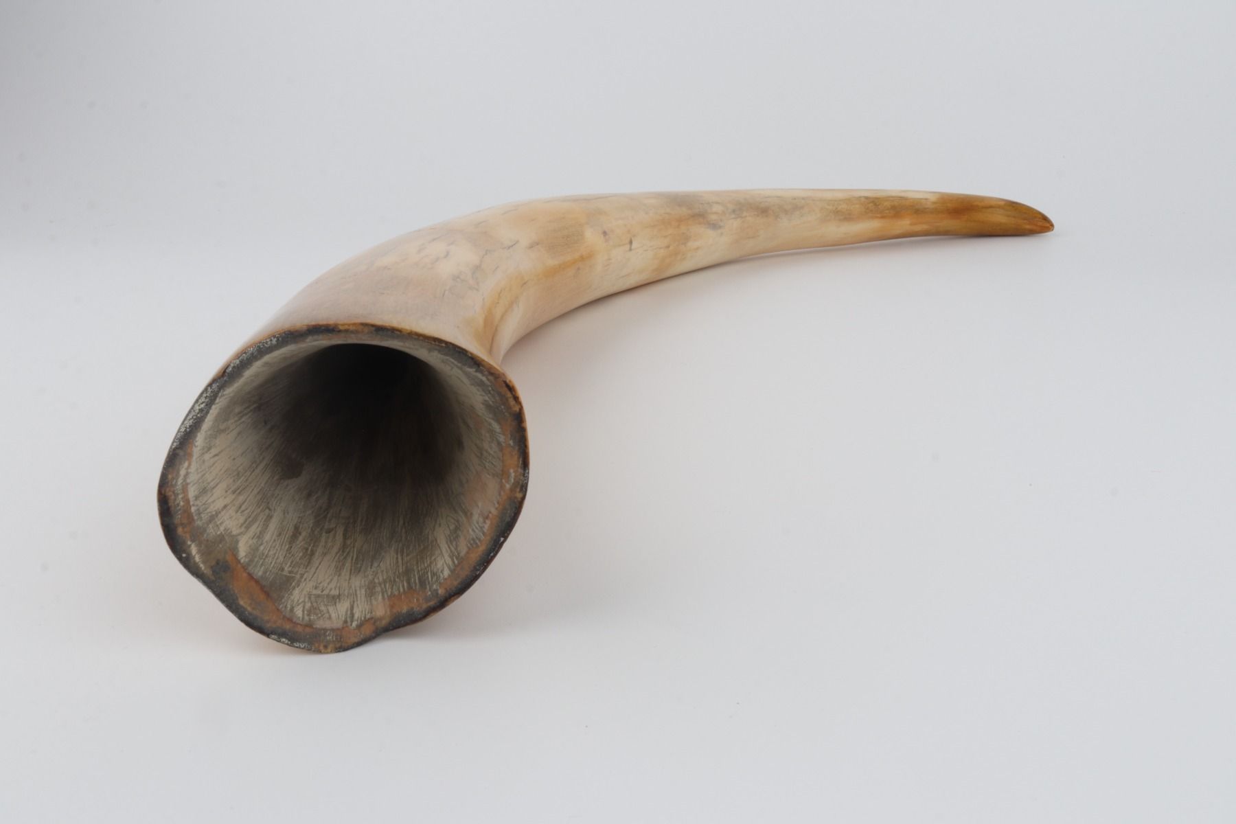 Restored woolly mammoth tusk