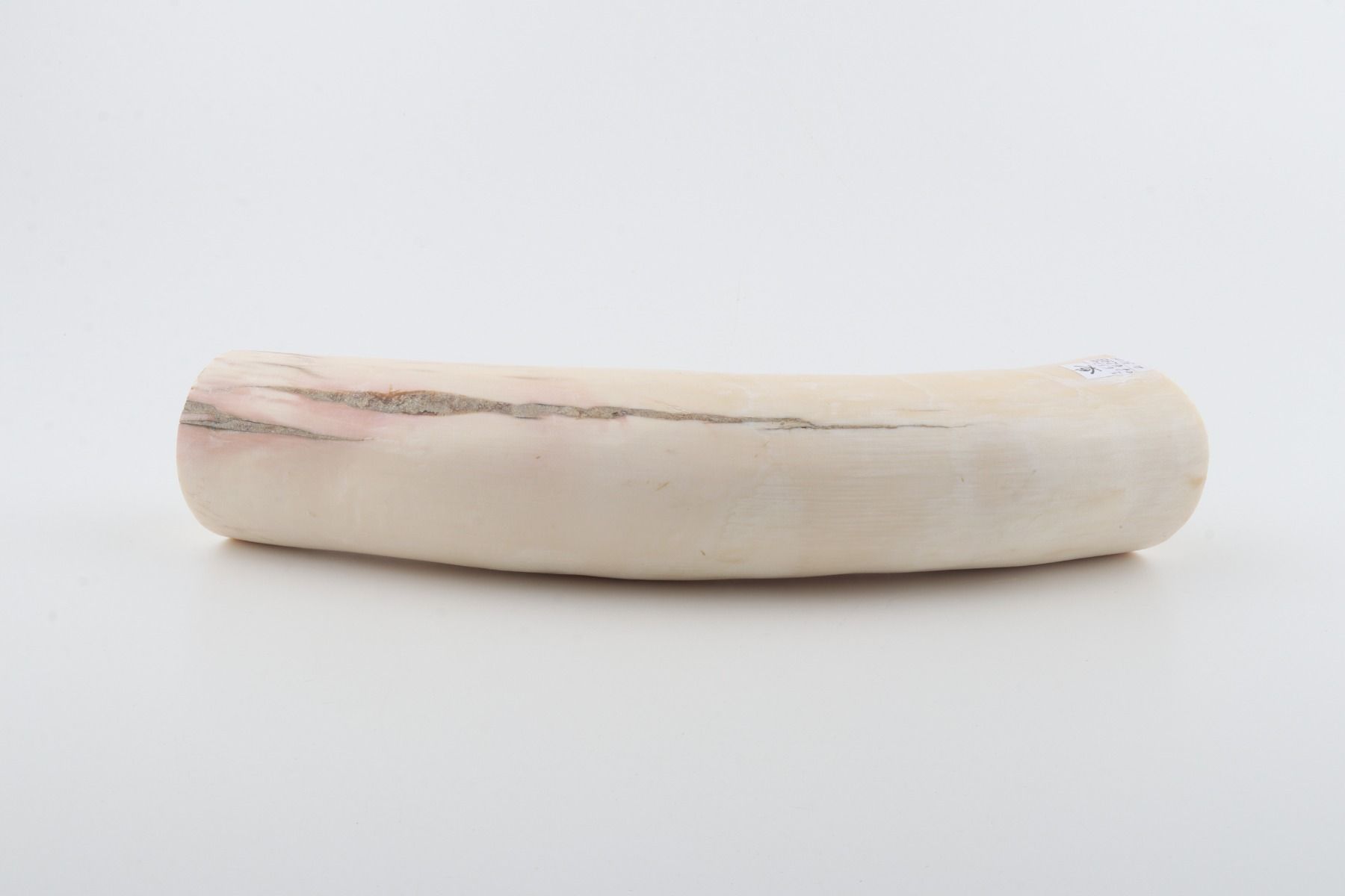 Round mammoth tusk piece
