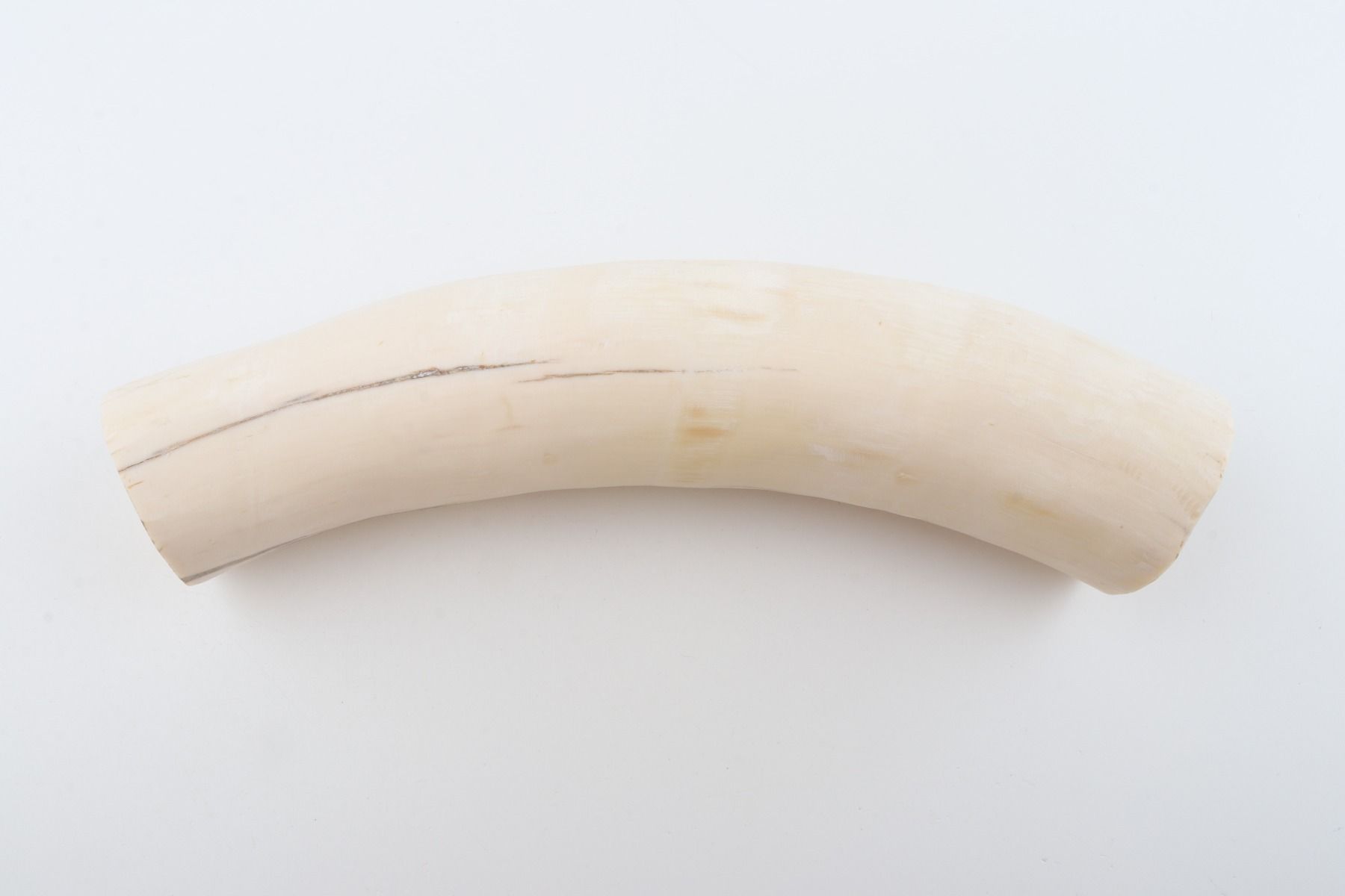 Round mammoth tusk piece