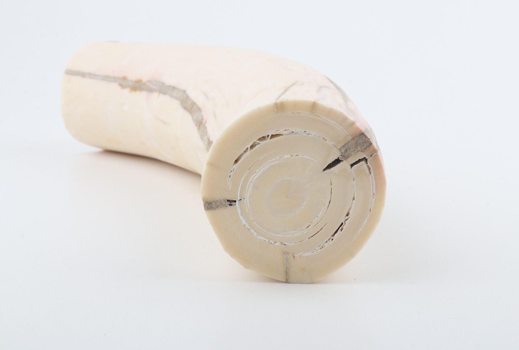Round mammoth tusk piece