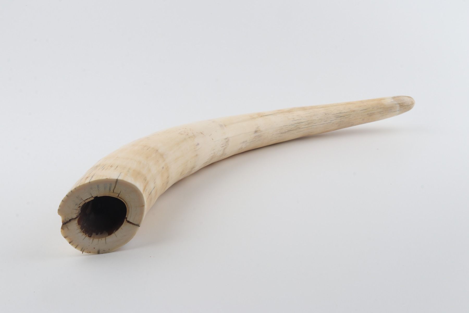 Natural mammoth tusk tip