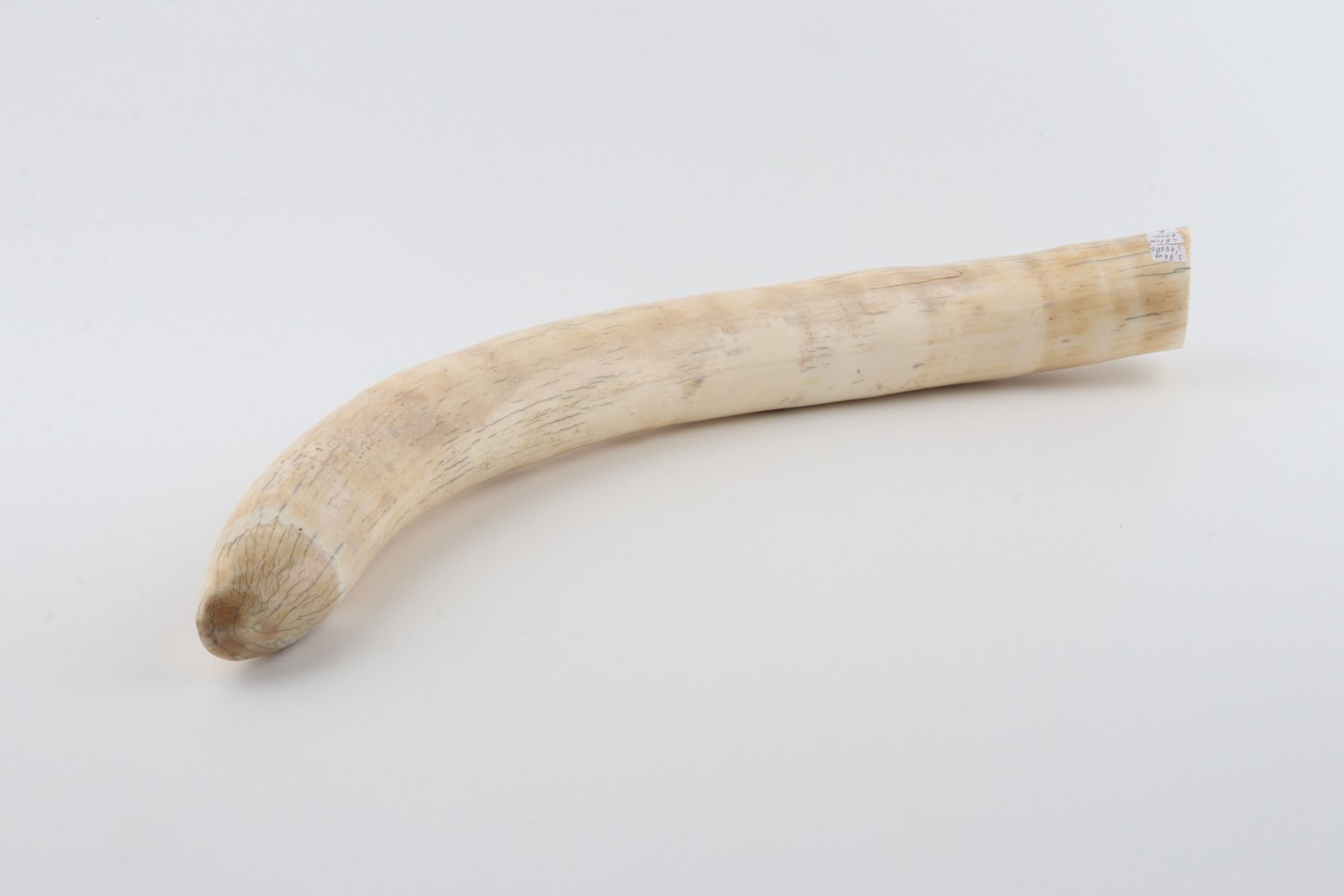 Natural mammoth tusk tip